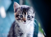 开云体育中国-贝恩攻防转换定乾坤，深圳队险胜老鹰的背后逻辑