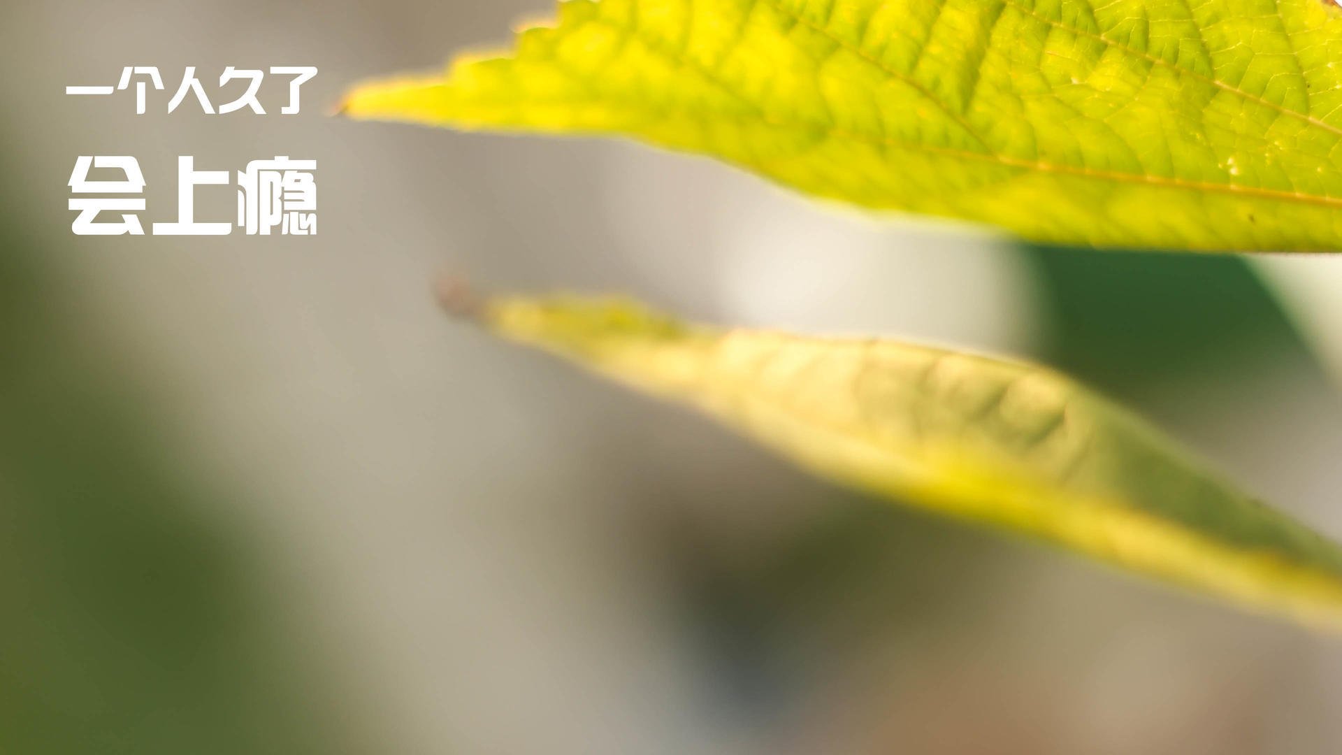 赛道与球场，当F1揭幕战之夜遇见文班亚马的攻防转换